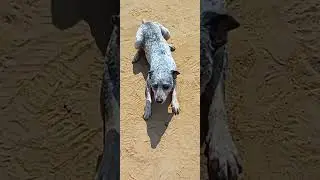 Olha O Duque😊