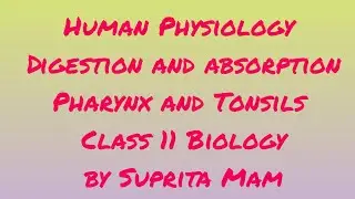 Human Physiology | Digestion and absorption : Pharynx and Tonsils : Class 11 Biology by Suprita Mam