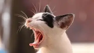 VIRAL cat from TikTok.  Funny pets