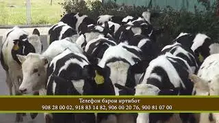 ГОВҲОИ ЗОТИИ ФУРУШӢ-ТО 60 ЛИТР ШИР МЕДИҲАНД