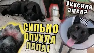 Что случилось? У Найды сильно опухла лапа! 😨Вызвала ветеринара👩‍⚕️. Назначили уколы💉 Лечение Найдуши
