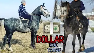 долларда зарда 100 😱17 января 2023 г.