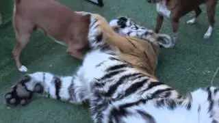 Добрый домашний тигр