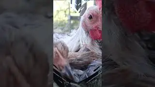 chicken nuggets