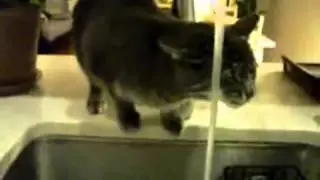 2013 02 22 12 33 24 funny cats