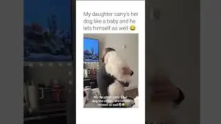 Dog Mom Holds Her Dog Like a Baby & He Loves It! 🥰 (So Cute) #shorts