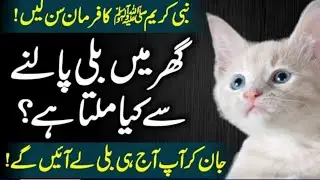 Benefits to keep a cat in home according to Islam /// Waqar Tv Official