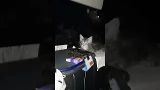 Дальнобой с Котом )Фима едет в Орск