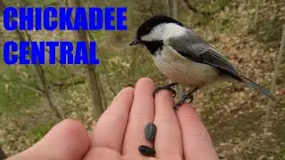 Chickadee Central 2023