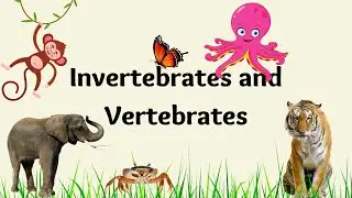 Invertebrates and Vertebrates | Class-4 | Animated Video