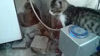 Коты рулят
