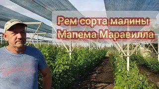 Мапема и Маравилла  первое плодоношение и развитие кустов, дробная посадка осень и весна