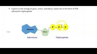 Year 10 Biology - cell respiration