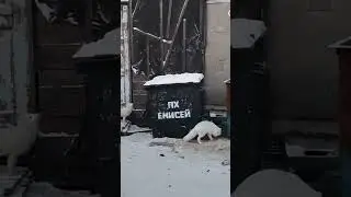Дудинка. Таймыр. Песцы