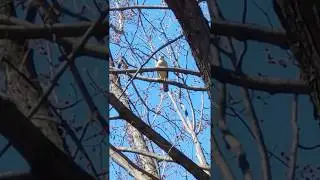 Hawk calling from neighbour's tree [V40 ThinQ 10x zoom]