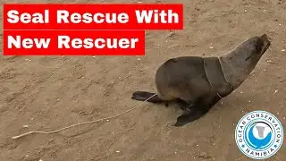 Seal Rescue With New Rescuer
