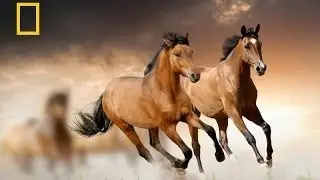 Documentary National Geographic Wild Horse Sense Nat Geo Wild