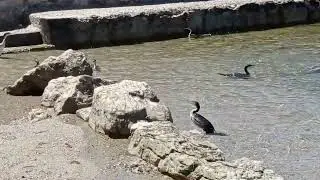 Cormorans juvéniles apprennent la peche, Cap d'Antibes