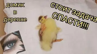 домик в деревне, спасаем жизнь утëнку🙏 #домиквдеревне