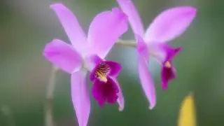 妖乱な洋蘭たち