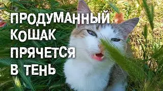 Продуманный кот прячется в тень