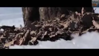 Шахада перед смертью. (Поучительная история)