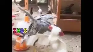 Chicken Vs Ninja cock !!