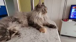 Мейн-куны пока в городе 😼 Посеяла кабачки, тыкву, огурцы.