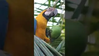Hermosa Guacamaya 🐦