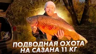 🐟Подводная охота ,2023 ,4к Сазан на 11 кг.🙀