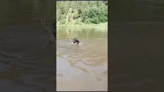 лето жара ягдтерьер☀🐕Рыбалка охота ягдтерьер🦡