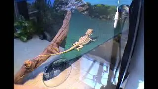 MyStream 3