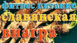 Славянская Виагра  Корень Хрена