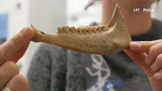 Bioarcheologija: ką vaikystėje valgė urvinis žmogus?