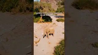 Trotz Drohne - Ruhig, Gelassen & Enspannt 🐘🐘🐘