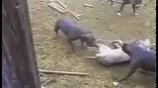 Pit Bull pack mauling one of them - 