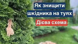 Як знищити шкідника на туях, кипарисовиках, кипарисах.