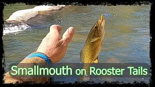Smallmouth on Rooster Tails - Mayo River
