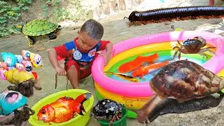 Seru..Menemukan Keong Bekicot Luwing Kaki Seribu Kepiting  Kelomang Ikan Hias Ayam Warna Warni