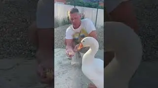 Гриша💕хозяин дома😃#ручнойгусь#гусьобнимусь#goose#жизньгусей#Адыгея#Краснодар