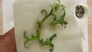 aclimatación de cultivo in-vitro a ex-vitro