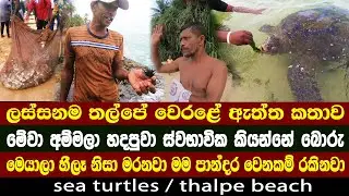 තල්පේ වෙරලේ ඇත්ත කතාව | කැස්බෑ මස් වලට පෙරේතයි මරාගෙන කනවා | thalpe beach in Sri Lanka
