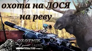 Раненый бык с разбегу врезался в осину! Охота на ЛОСЯ с SFH Vigil 19.