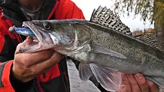 THIS SLUG WILL CATCH ALL THE WATER-PERCH AT AN UNDERWEIGHT! Zander fishing from the shore with a ...
