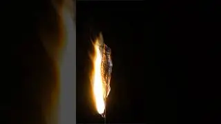 Рыба свеча 