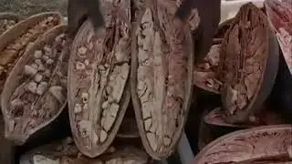 О том как растут баобабы в Африке, Сенегал/Baobab Fruit Company Senegal