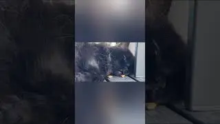 Putting treats in front of a sleepy cat 😺🤣