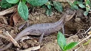গিরগিটি মাটি খুরছে বাসা তৈরি করার জন্য