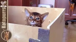 Little kittens leave the box-nest [kotopurrs]
