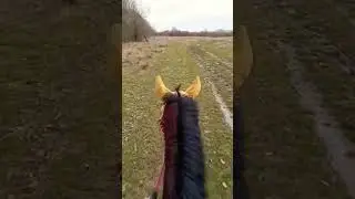 Габар вышагивается потихоньку #shorts